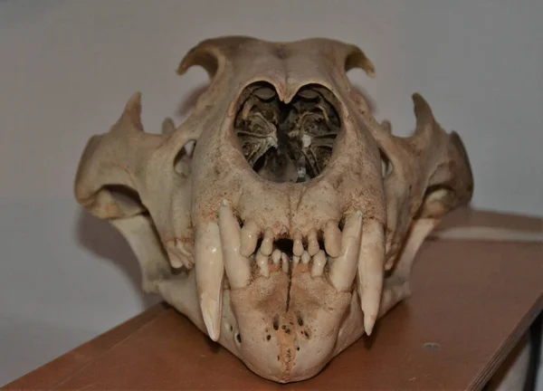 Close Portrait Bear Skull Wooden Table — Stock Photo, Image
