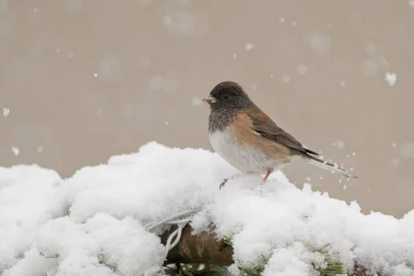 Een Schattige Kleine Junco Vogel Staand Sneeuw Bedekkende Boom Winterachtige — Stockfoto