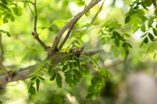 Вибірковий Фокус Гілки Яскраво Зеленим Листям Красивому Літньому Саду — стокове фото