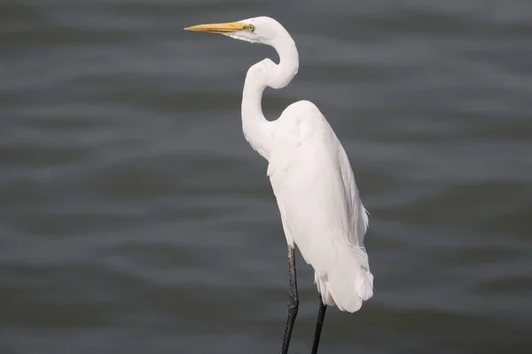 Eine Nahaufnahme Des Silberreihers Ardea Alba Verschwommenen Wasserhintergrund — Stockfoto