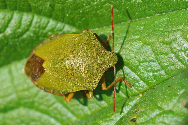 Closeup Shot Overwintering Green Shield Bug Palomena Prasina Green Leaf — Stock Photo, Image