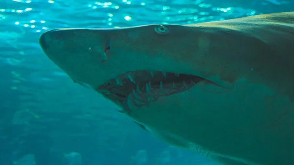 Büyük Beyaz Köpekbalığının Kafasının Yakın Plan Çekimi — Stok fotoğraf