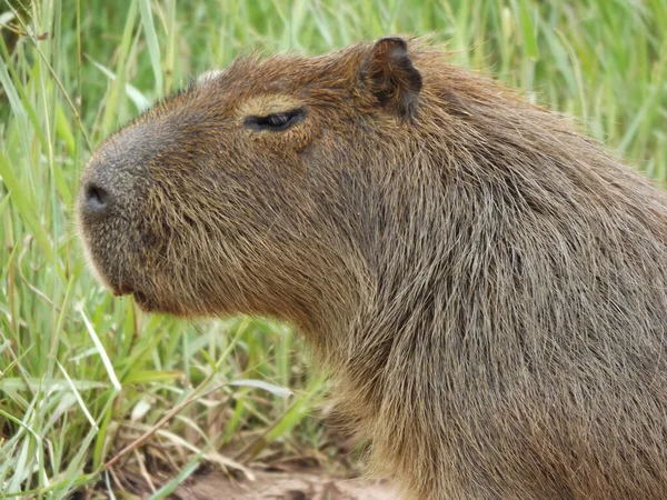 Primer Plano Capybara Mirando Algo Sobre Fondo Hierba Verde —  Fotos de Stock
