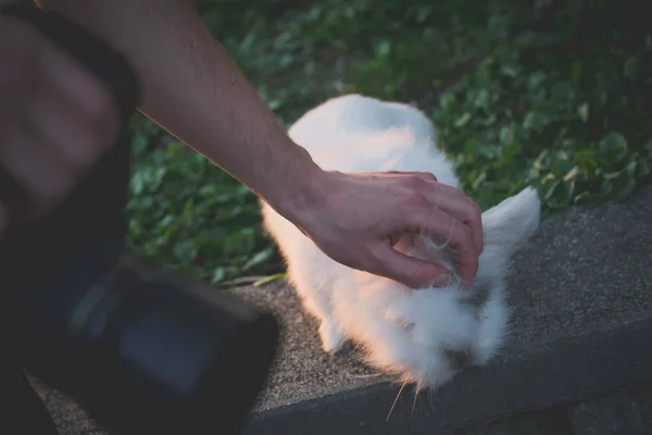 Nahaufnahme Eines Fotografen Der Sich Ein Weißes Kaninchen Garten Kümmert — Stockfoto