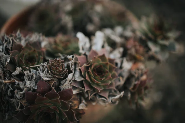 Primo Piano Dettagli Una Pianta Succulenta — Foto Stock