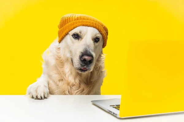 Rozkošný Labradorský Pes Klobouku Tlapkou Bílém Povrchu Dívá Notebook — Stock fotografie