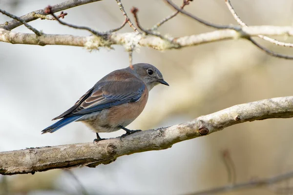木の枝に青い羽が立つかわいい鳥 — ストック写真