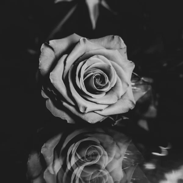 Grayscale Closeup Shot Rose — Stock Photo, Image