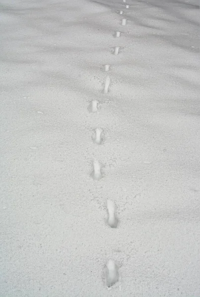 Vertikal Bild Rådjursspår Snön — Stockfoto