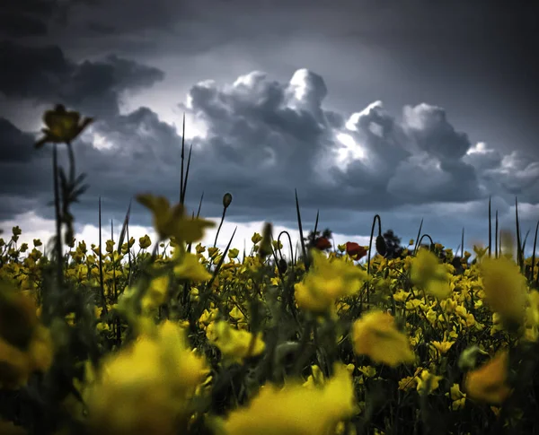 Campo Flores Amarelas Tempo Nublado — Fotografia de Stock