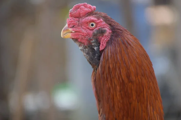 Egy Szelektív Fókuszfelvétel Egy Csirkéről Szabadban — Stock Fotó