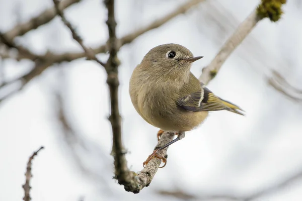 Plan Sélectif Oiseau Paruline Mignon Debout Sur Une Branche Arbre — Photo