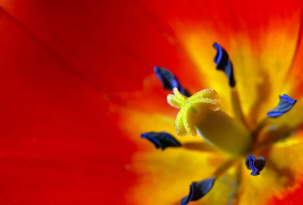Μια Μακρο Φωτογραφία Λουλουδιών Τουλίπας Άνθιση Την Άνοιξη — Φωτογραφία Αρχείου