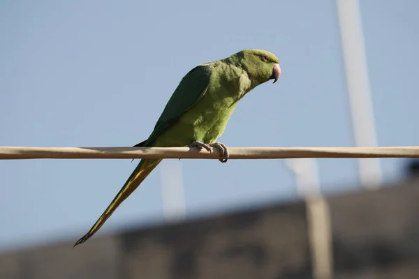 Belo Tiro Papagaio Verde Empoleirado Poste — Fotografia de Stock