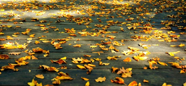 Вид Осенние Листья Земле Парке — стоковое фото