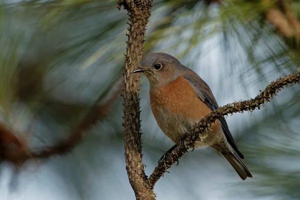 Eine Nahaufnahme Eines Orangefarbenen Vogels Der Auf Einem Dornigen Förmigen — Stockfoto