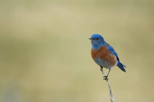 Tiro Seletivo Foco Pássaro Azul Que Equilibra Galho Minúsculo — Fotografia de Stock