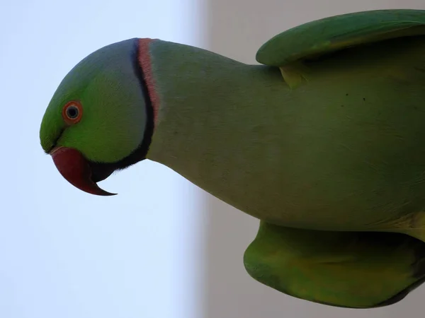 Вибірковий Фокус Знімок Рожевого Кільця Папуга Відкритому Повітрі — стокове фото