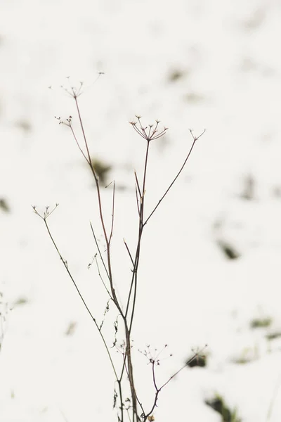 Selective Focus Dried Dandelion Stems Blurred White Background — Stock Photo, Image