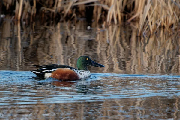 Green Headed Duck Swimming Peacefully Lake — Stock Photo, Image