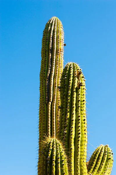 Eine Vertikale Aufnahme Einer Hohen Kakteenpflanze Die Einer Wüste Vor — Stockfoto