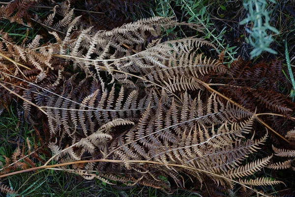 Ein Blick Von Oben Auf Trockene Herbstfarne — Stockfoto