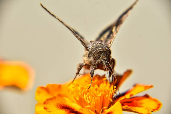 Szelektív Fókusz Lövés Egy Gyönyörű Pillangó Ült Fényes Sárga Virág — Stock Fotó