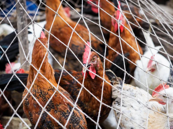 Κοτόπουλα Κλουβί Για Πούλημα Νεαρά Κοτόπουλα Μια Φάρμα Πουλερικών Προς — Φωτογραφία Αρχείου