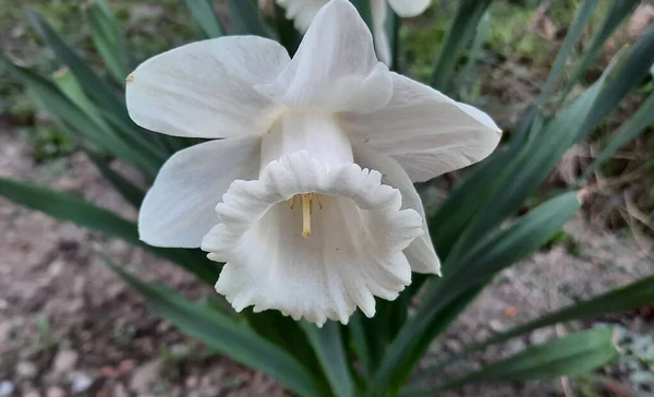 Bellissimo Fiore Narciso Bianco Giardino — Foto Stock
