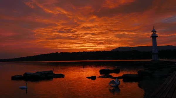 Sunrise Leman Lake Switzerland Swans Rocks — Stock Photo, Image