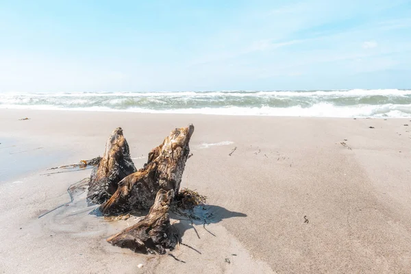 晴れた夏の日にビーチの近くの砂の木の幹の部分の低角度のクローズアップビュー — ストック写真