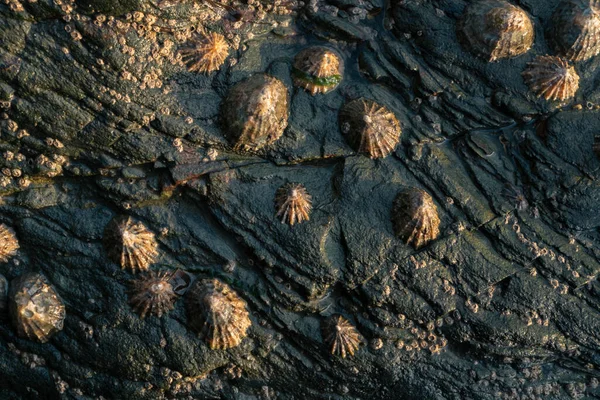 Крупный План Настоящих Моллюсков Прилипших Скале — стоковое фото