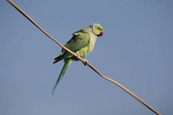 在蓝蓝的天空下 一只栖息在缆绳上的鹦鹉的特写 — 图库照片