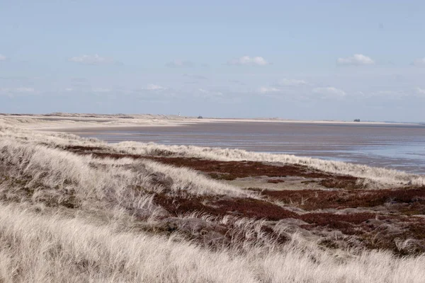 Ein Faszinierender Blick Auf Dünengras Mit Einem Ozean Unter Einem — Stockfoto
