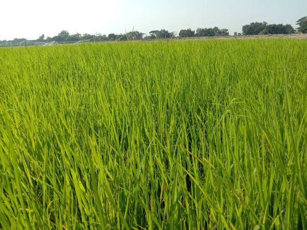 Campo Risaia Verde Fresco Raccolta Agroalimentare — Foto Stock