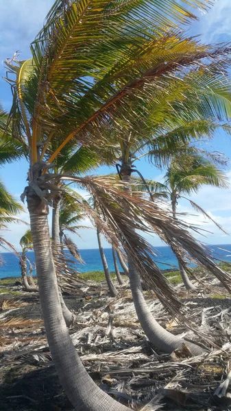 Beautiful Palm Trees Grown Sea Cloudy Blue Sky — Stock Photo, Image