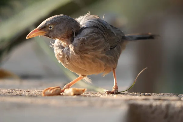 Een Selectieve Focus Shot Van Een Jungle Babbelaar Neergestreken Outdoor — Stockfoto