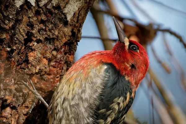 Een Kant Uitzicht Van Een Mollige Warbler Vogel Staand Een — Stockfoto