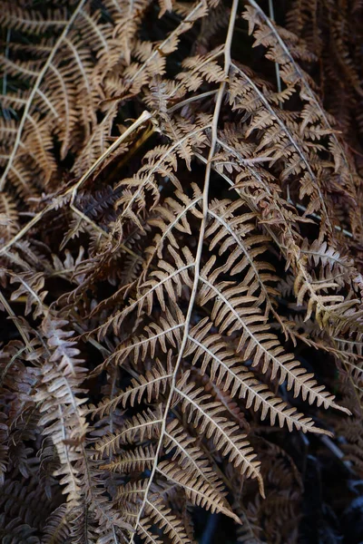 Vertical Shot Dry Autumn Fern — Stock Photo, Image