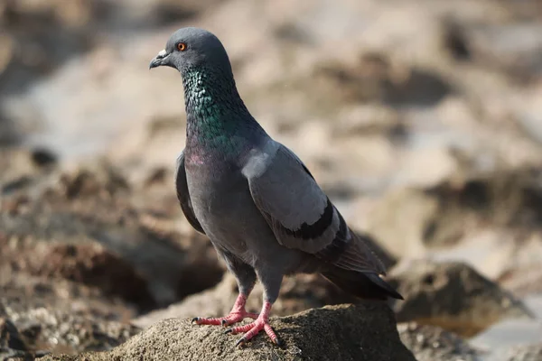 Närbild Stenduva Som Står Marken Och Tittar Bort — Stockfoto