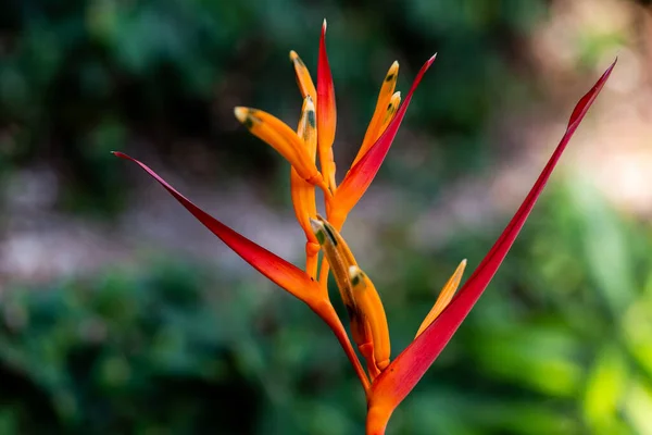 Selektywne Skupienie Pomarańczowego Czerwonego Dzikiego Kwiatu Papugi Heliconia — Zdjęcie stockowe