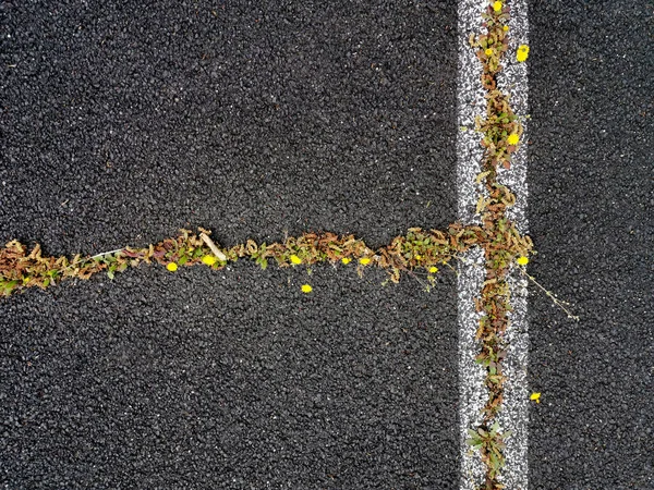 Gros Plan Mauvaises Herbes Fleurs Sauvages Poussant Travers Des Fissures — Photo