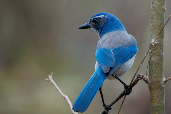 Eine Nahaufnahme Eines Grau Blauen Vogels Der Auf Einem Abgebrochenen — Stockfoto