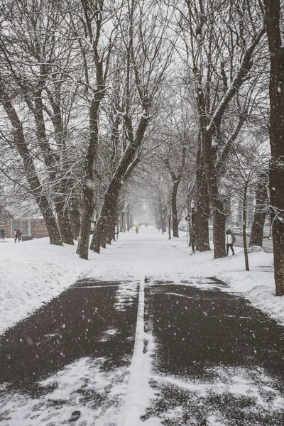 Pionowe Ujęcie Snowy Ścieżka Zimowym Parku — Zdjęcie stockowe