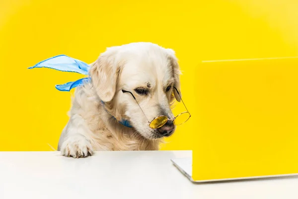 Cão Labrador Inteligente Usando Especificações Frente Laptop Contra Fundo Amarelo — Fotografia de Stock