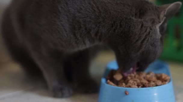 Cat Eating Food Kitchen — Stock Video