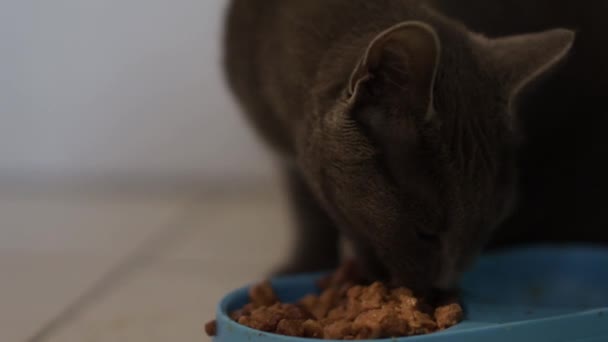 Gato Comiendo Comida Cocina — Vídeo de stock
