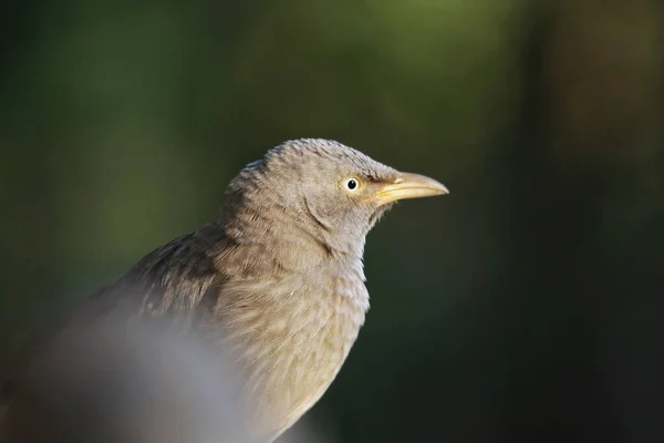 A selective focus shot of a jungle babbler perched outdoors