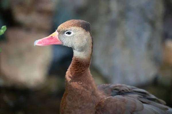 Lindo Pato Con Morenos Una Granja —  Fotos de Stock