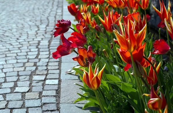 Belo Tiro Flores Tulipa Flor Durante Temporada Primavera — Fotografia de Stock